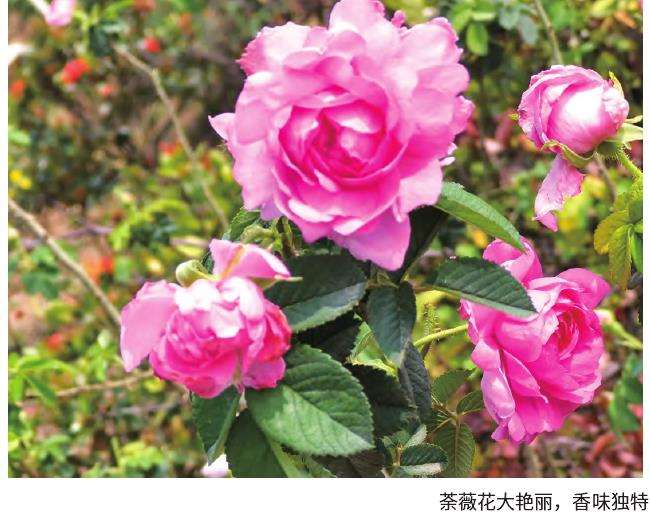 荼薇分类学特征和来源与引种