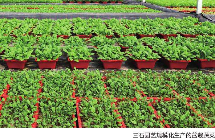 为什么观赏蔬果是家庭园艺的重要方向