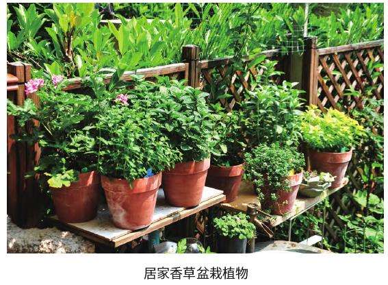 为什么香草运营企业机构越来越多