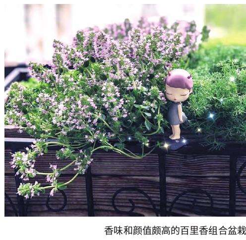 阳台如何选择和种植香草植物