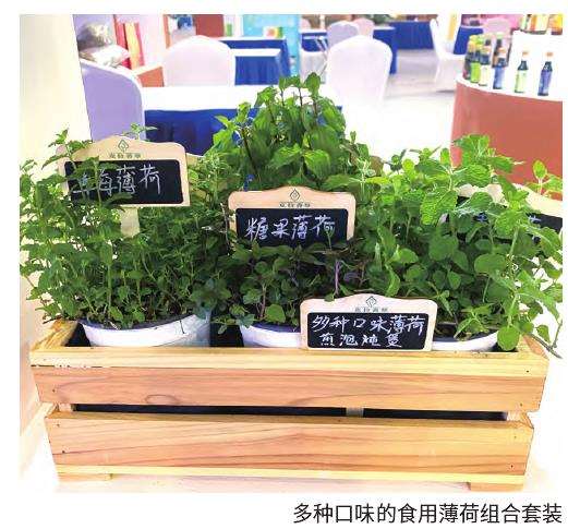 可食用香草品种丰富 有哪些