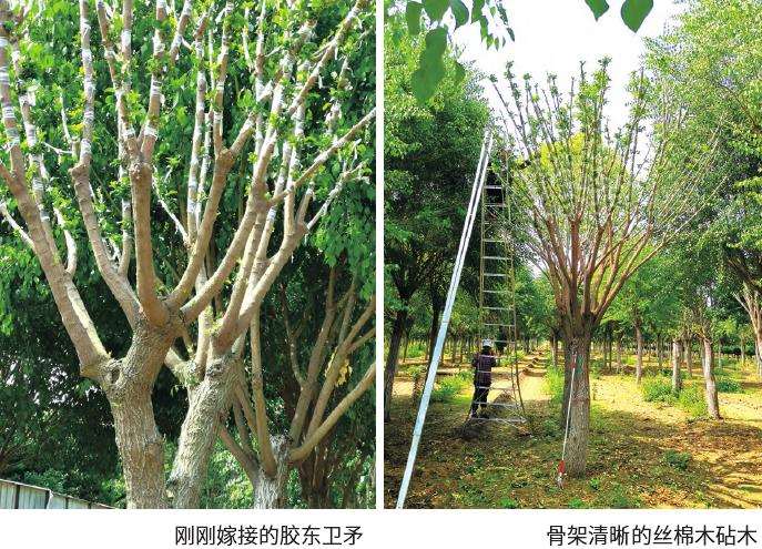 卫矛行道树的5个常见病害怎么防治