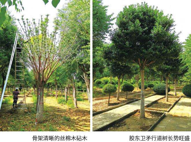 卫矛行道树的5个常见虫害怎么防治