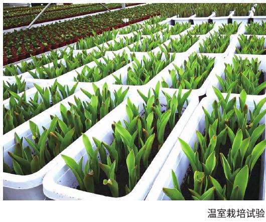 上海郁金香怎么栽培的3个要点