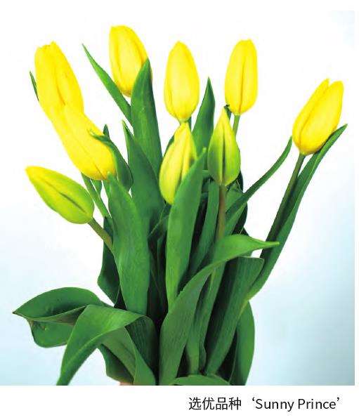 上海郁金香的3个生长状况对比