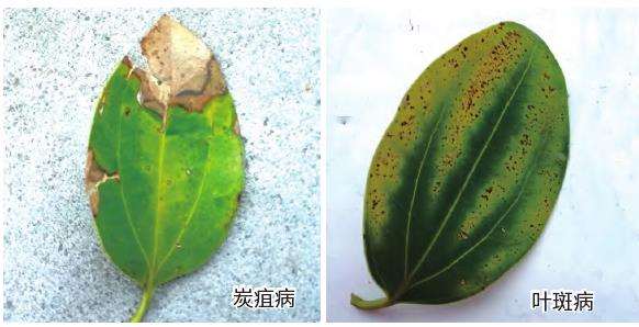 栽培平安树病虫害怎么防治