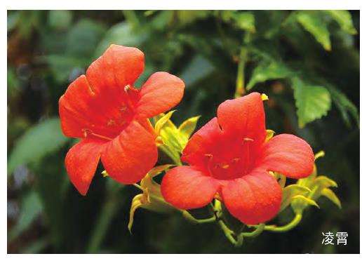 凌霄盆景怎么制作养护的5个步骤