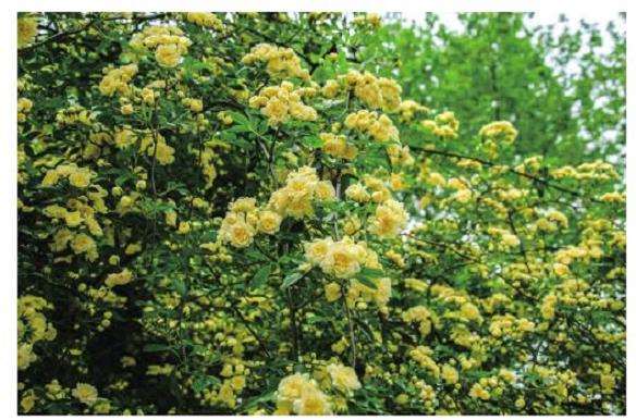 为什么2018年红木香产品火了