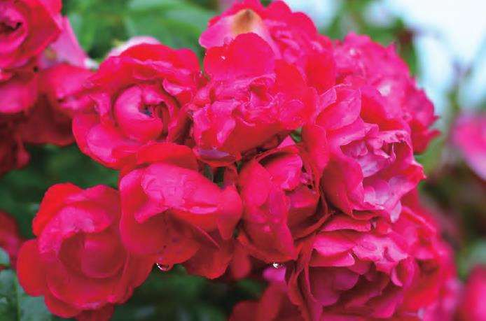 为什么2018年红木香产品火了