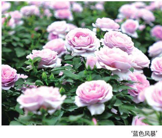 月季怎么病虫害防治的5个方法