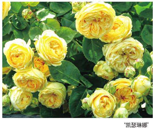 月季花怎么浇水施肥的5个步骤