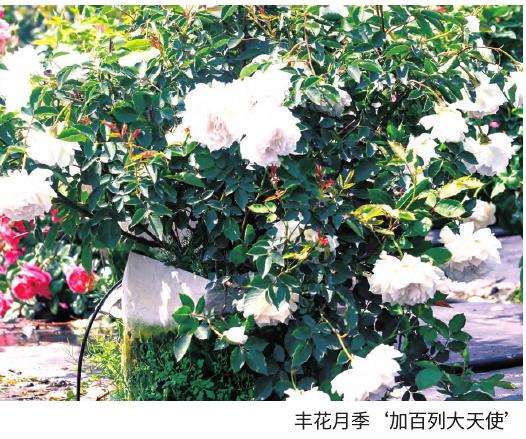 月季花怎么种苗定植