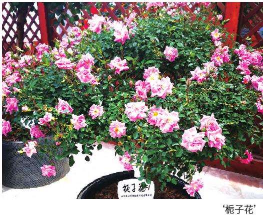 月季花怎么品种选择的3个方法