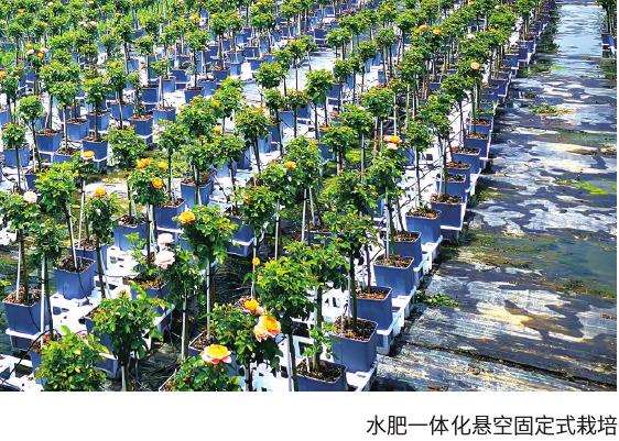 月季花的3个设施设备是什么