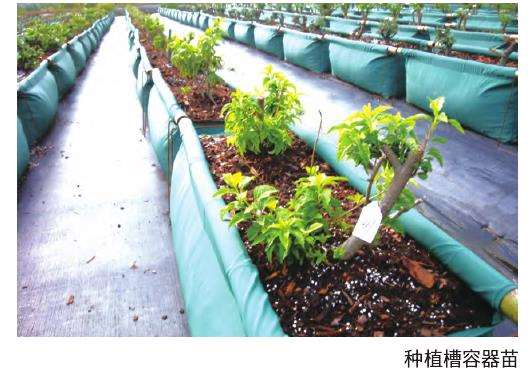 种植槽容器苗