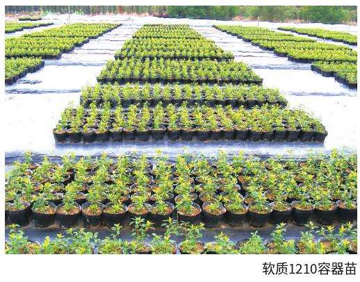 软质1210容器苗