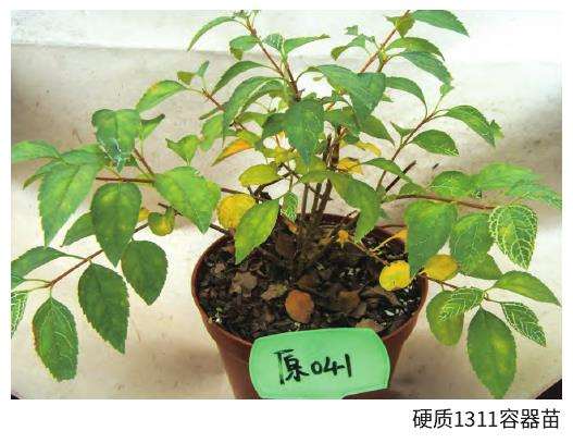 硬质1311容器苗