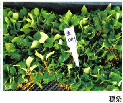 金脉连翘怎么穗条繁殖的5个步骤