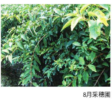 金脉连翘怎么圃地移栽的3个步骤