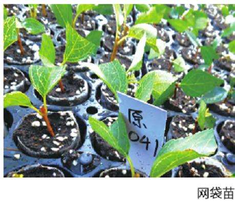 金脉连翘的5个商品苗规格是哪些