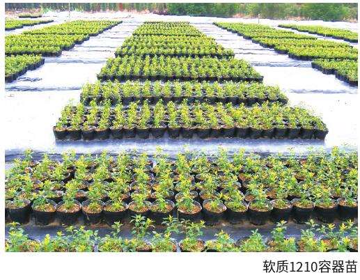 金脉连翘的5个商品苗规格是哪些
