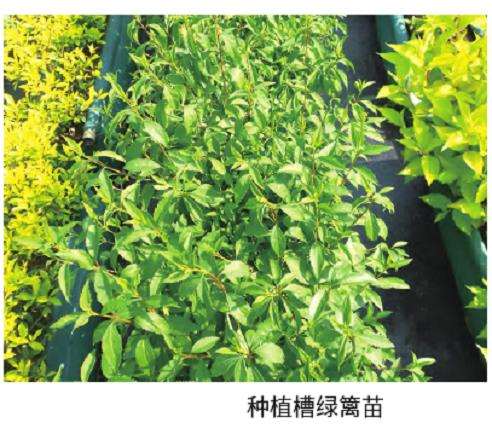 种植槽绿篱苗