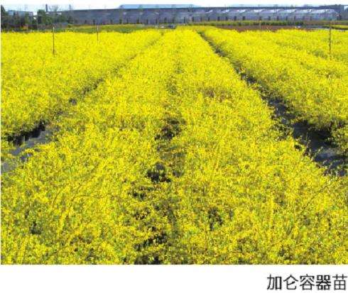 2加仑容器苗