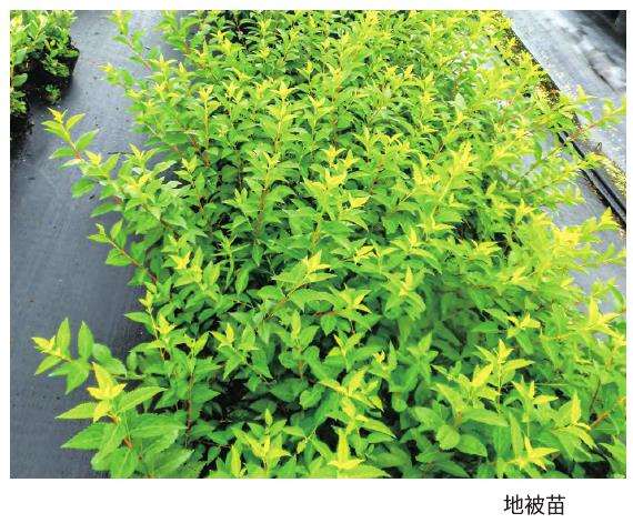 方型容器苗