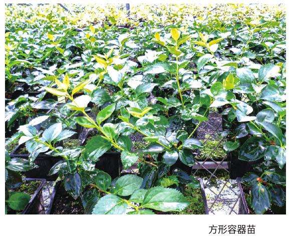 地被苗