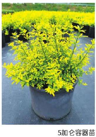 5加仑容器苗