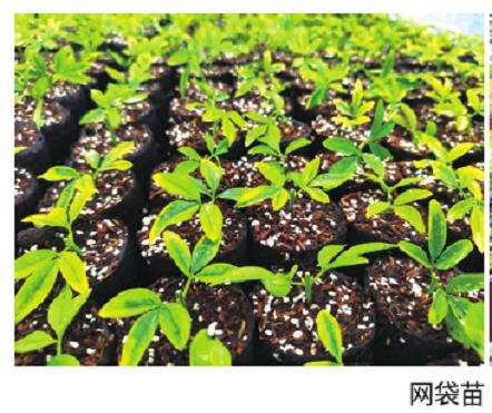 网袋苗