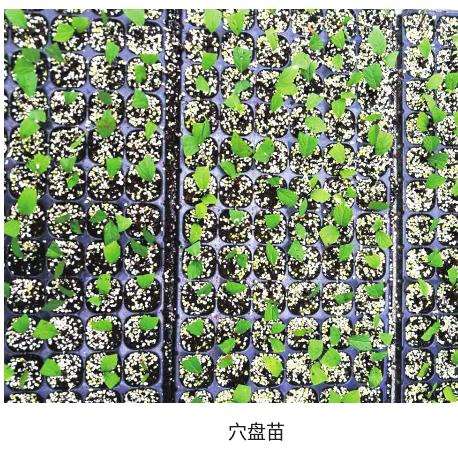 穴盘苗