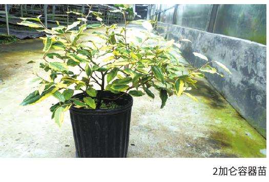 2加仑容器苗