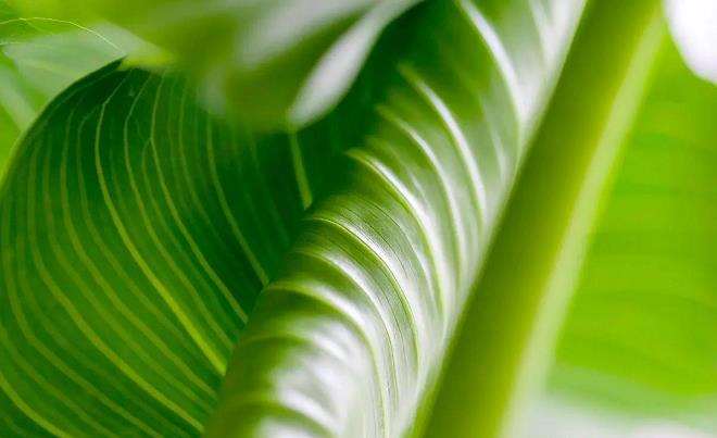 绿色暴露作为促进健康服务5个对文献发现