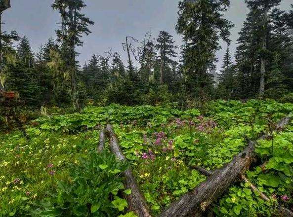 近自然理念下城市河岸带草本植物群落构建的实验研究途径