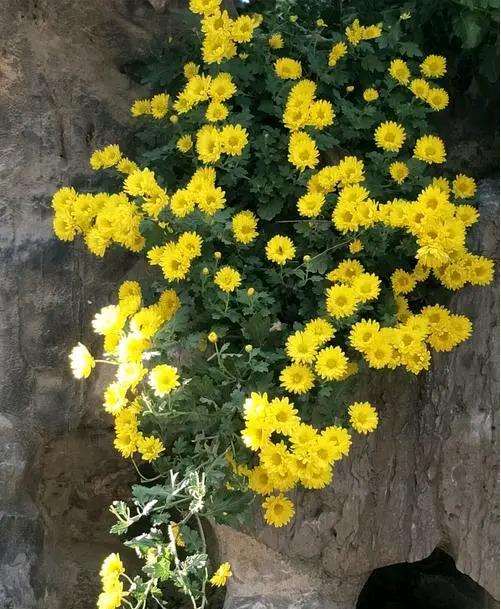 陈俊愉要改革名花的传统应用形式