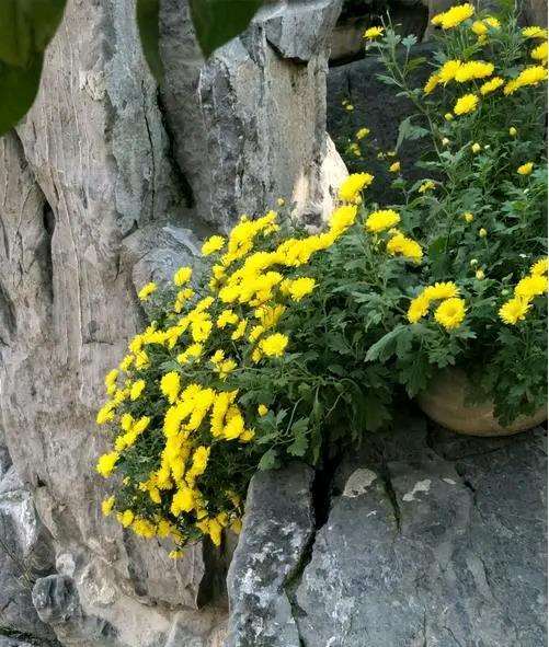 陈俊愉要改革名花的传统应用形式