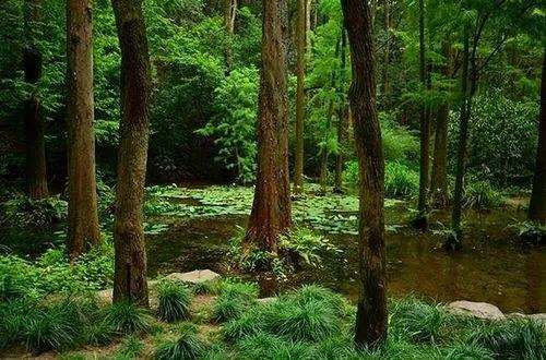 杭州森林植被的固碳能力分析