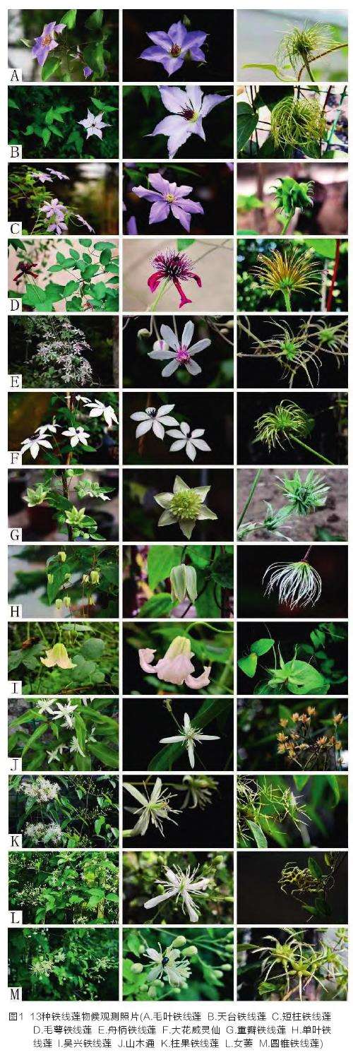 生长周期与叶片形态观测