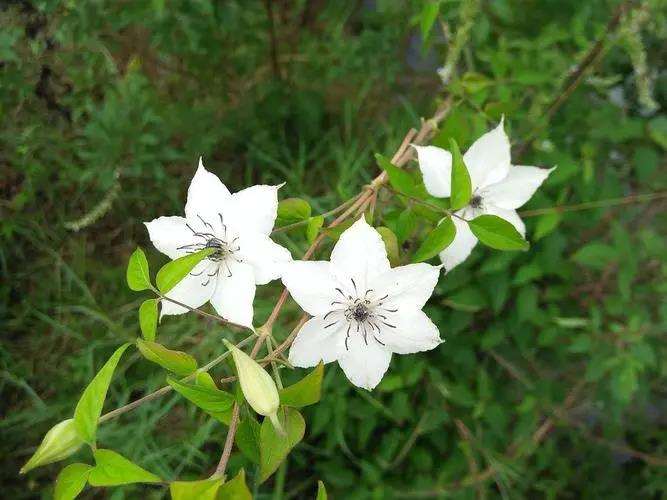 浙江野生铁线莲的3个生长周期与叶片形态观测