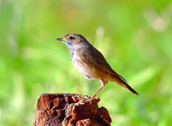 北京鸟类生物多样性的3个结论与讨论