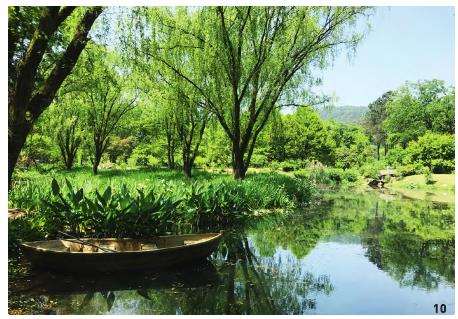 杭州植物园现状湿地植物的3个改造提升