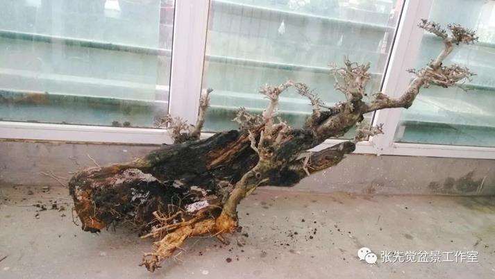 盆景桩坯怎么制作丛林造型
