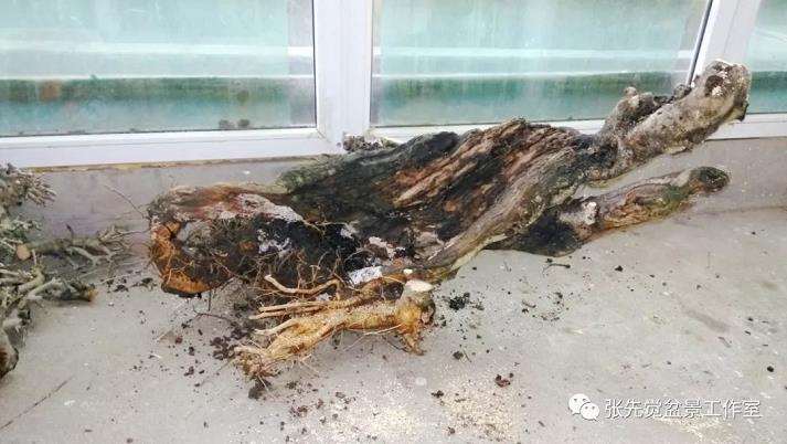 盆景桩坯怎么制作丛林造型