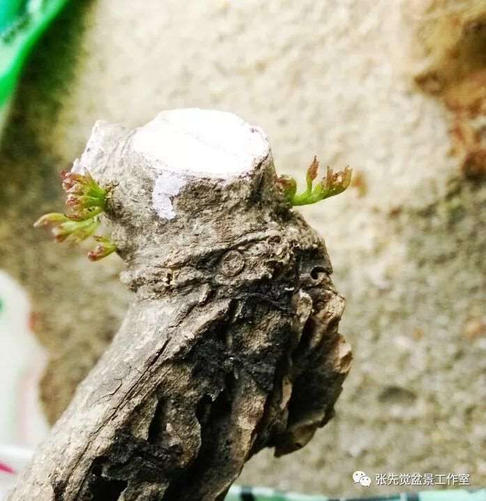 盆景桩坯怎么制作丛林造型