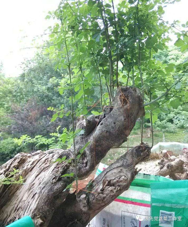 盆景桩坯怎么制作丛林造型