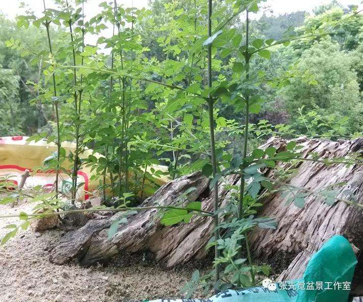 盆景桩坯怎么制作丛林造型
