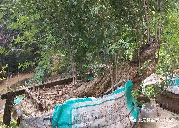 盆景桩坯怎么制作丛林造型