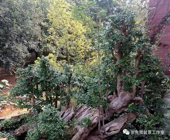 盆景桩坯怎么制作丛林造型