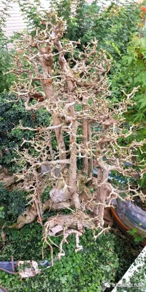 盆景桩坯怎么制作丛林造型